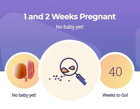 1 and 2 weeks pregnancy