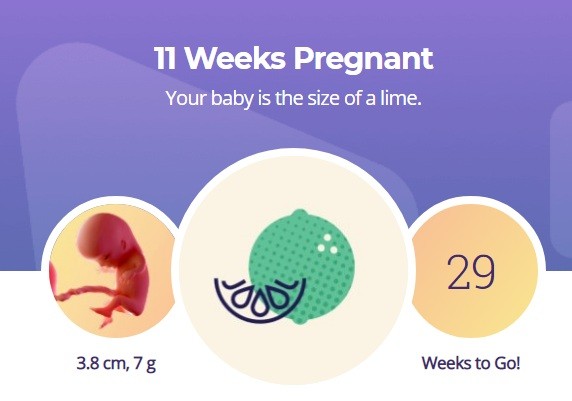 11 week pregnancy