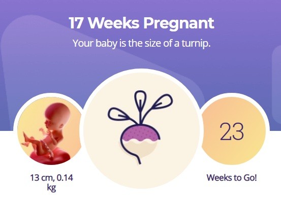 17 week pregnancy