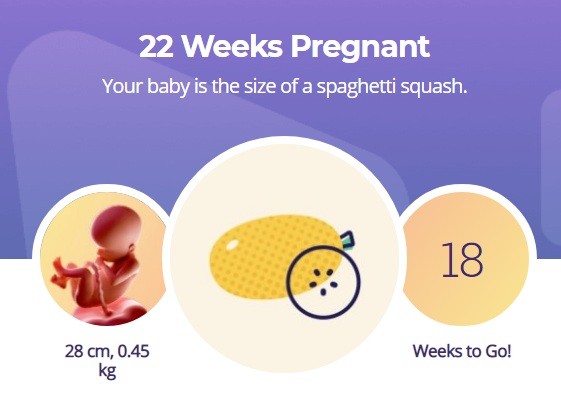 22 week pregnancy