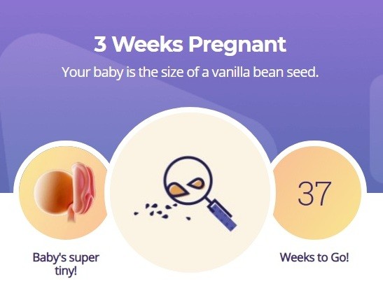 3 week pregnancy