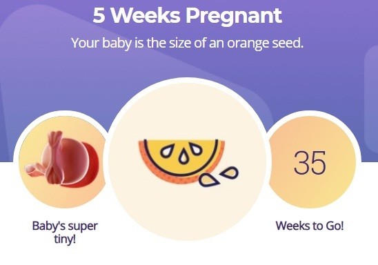 5 week pregnancy
