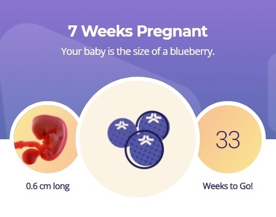 7 week of pregnancy