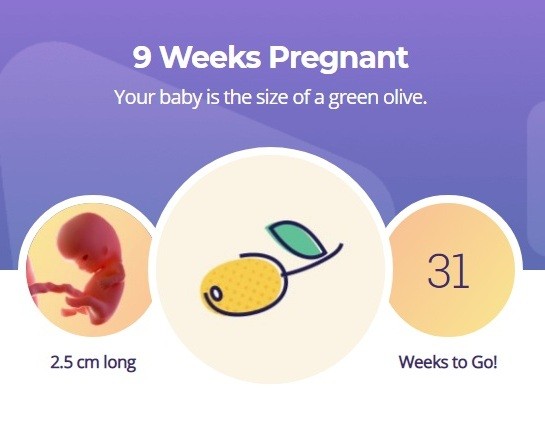 9 week pregnancy