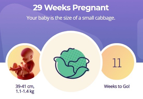 29 week pregnancy