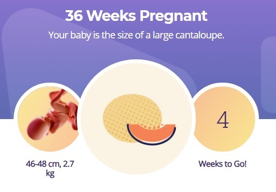 36 week pregnancy