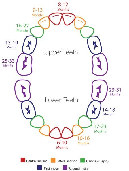 Teething Survival Guide
